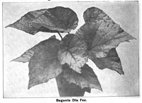 B. ‘Die Fee’